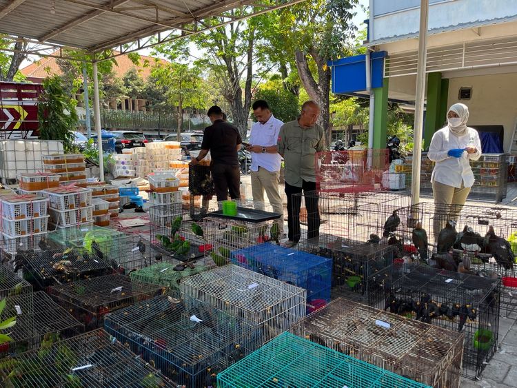 Kemenhut Gagalkan Pengangkutan 3.578 Burung Antarpulau
