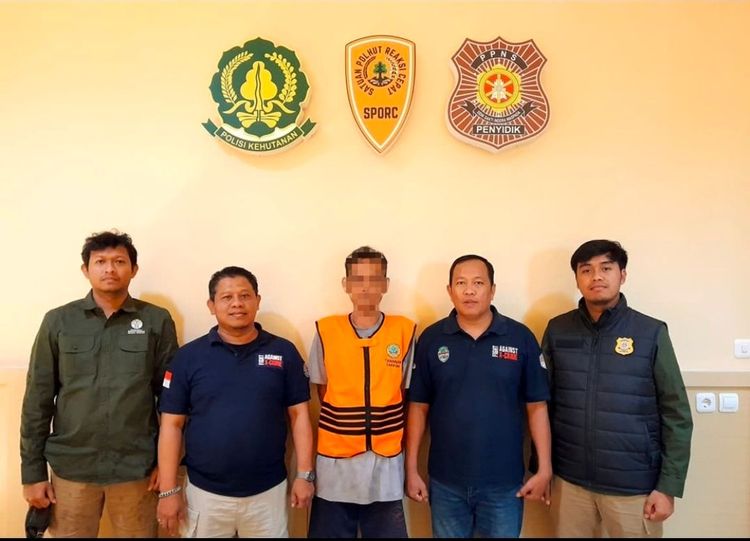 Gakkum Kehutanan Tangkap Sindikat Pelaku Illegal Logging di Taman Nasional Baluran