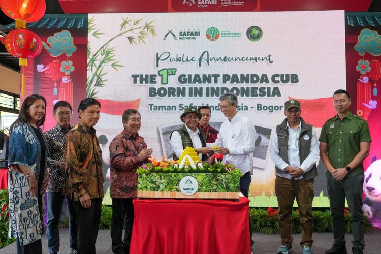 Menhut Umumkan Kelahiran Bayi Panda Pertama di Indonesia