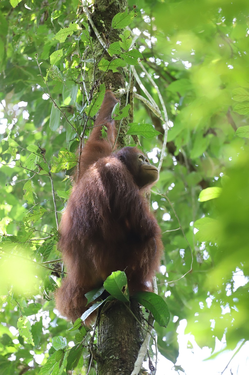 Pelepasliaran Orangutan di TNBKDS: Mencetak Punggawa Peduli Konservasi