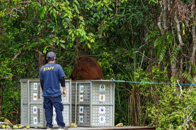 Menhut Raja Juli Antoni Lepasliarkan Dua Orangutan, Tegaskan Komitmen Perlindungan Satwa Endemik