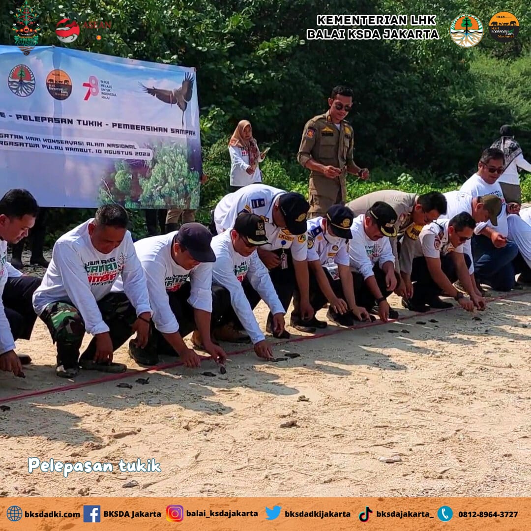 Peringati HKAN, BKSDA Jakarta Dan TN Kepulauan Seribu Lepas Tukik Dan Tanam Mangrove