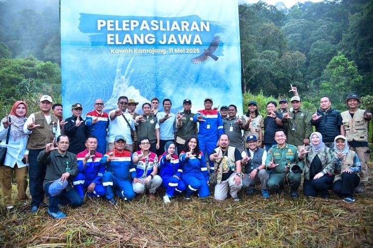 Lepas Liarkan 2 Elang Jawa, Menhut: Jangan Tangkap-Pelihara Satwa Liar