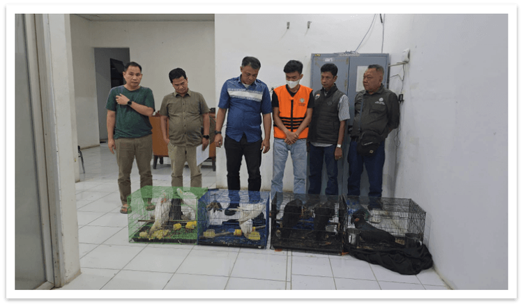 Gakkum Kehutanan Amankan Tersangka Perdagangan Ilegal Tujuh Ekor Burung Dilindungi di Kabupaten Deli Serdang
