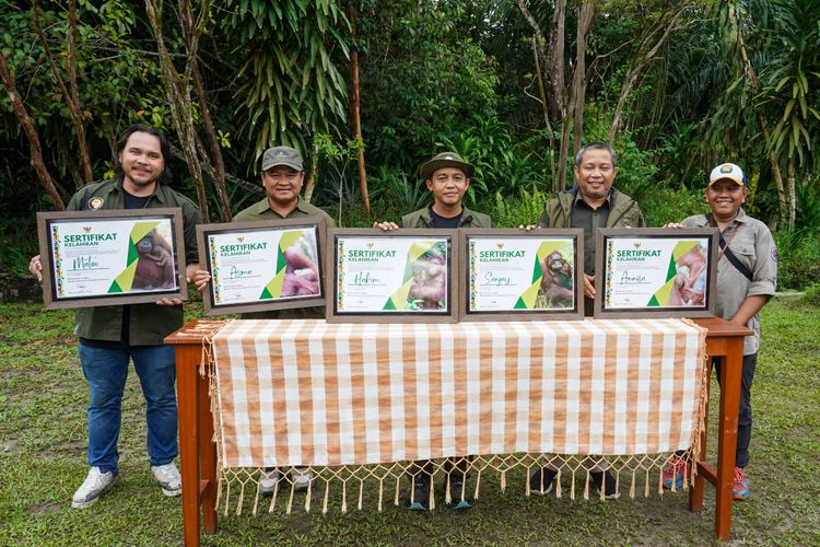 Menhut Tinjau Orangutan Care Center and Quarantine (OCCQ) untuk Perkuat Rehabilitasi dan Pelepasliaran Satwa Terancam Punah