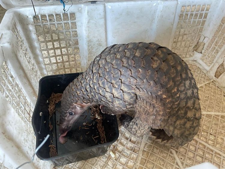 Kemenhut Bongkar Jaringan Perdagangan Ilegal Trenggiling