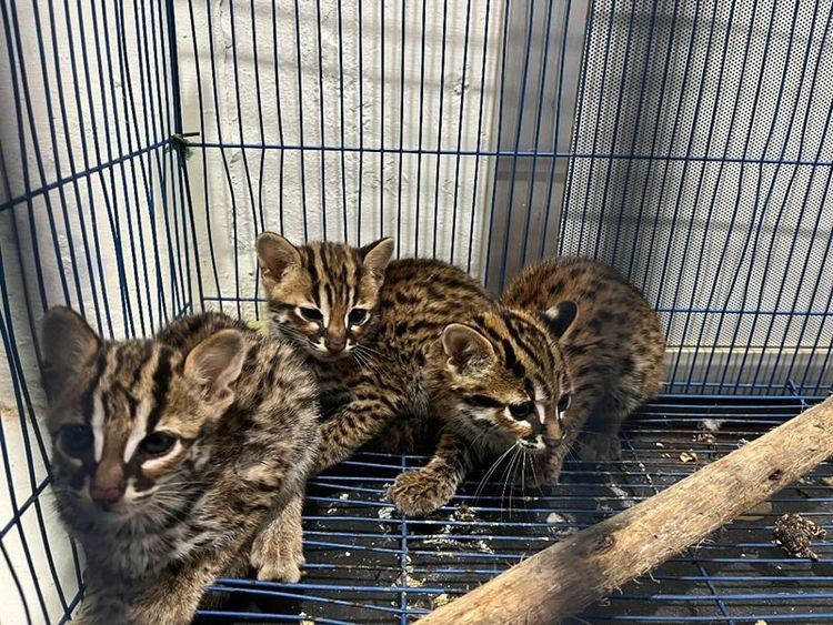 Gakkum Kehutanan Bongkar Sindikat Perdagangan Kucing Kuwuk di Medan, Pelaku Terancam Denda Rp 20 Miliar
