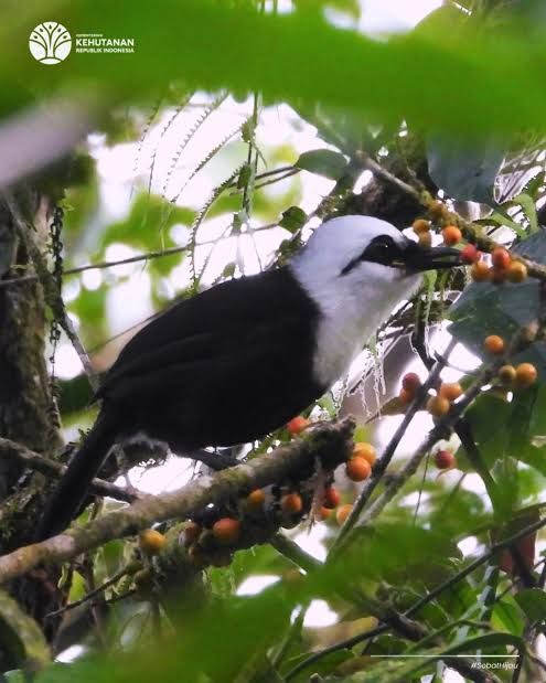 Status dan Keanekaragaman Burung di Indonesia Stabil