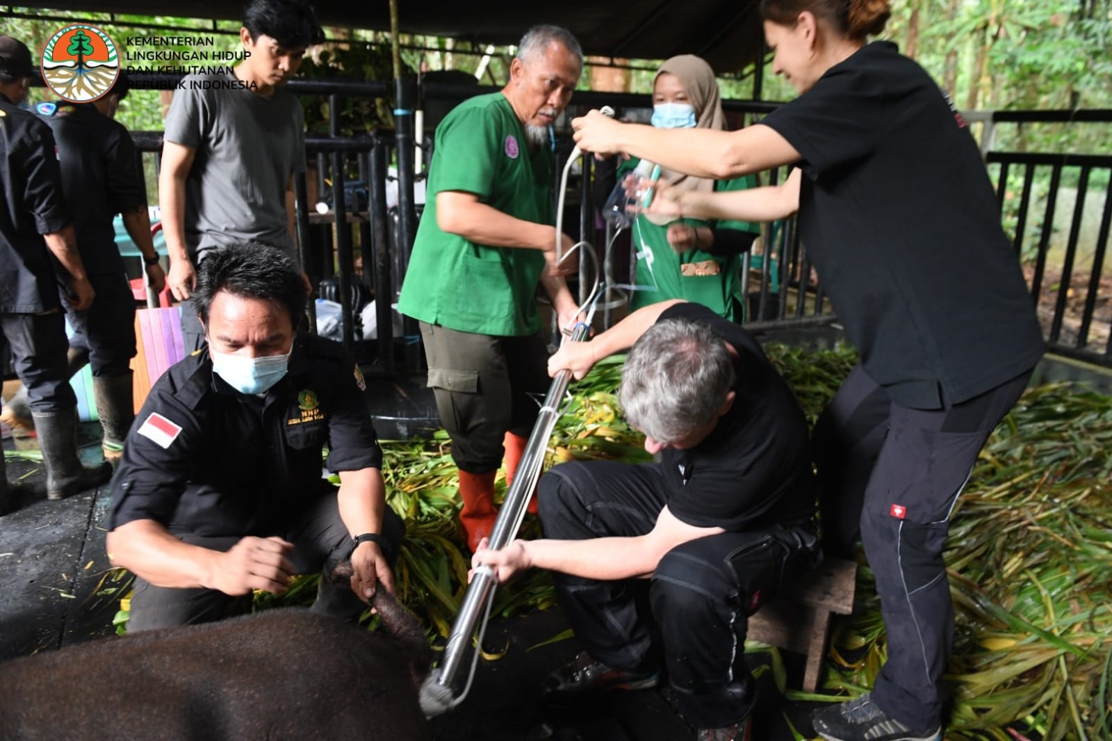 Bayi Tabung Badak, Upaya KLHK Lestarikan Badak Sumatera Di Kalimantan