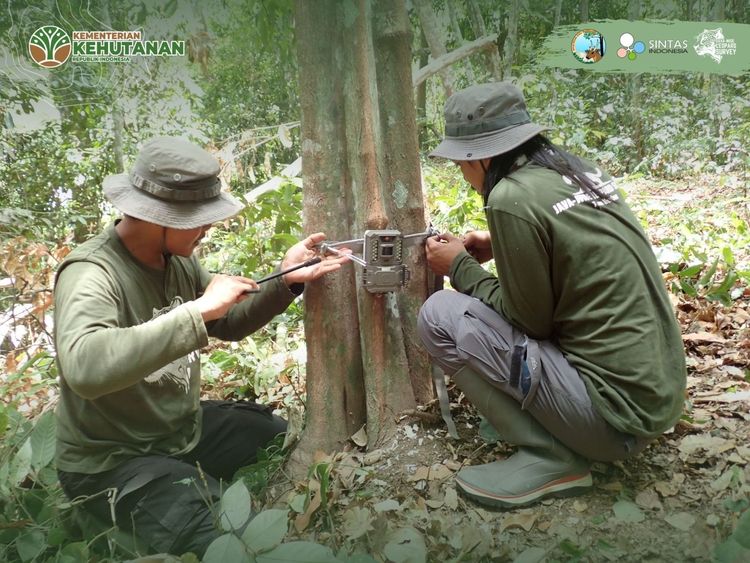Menelusuri Jejak Macan Tutul Jawa di Rimba Raung-Ijen: Aksi Nyata untuk Konservasi