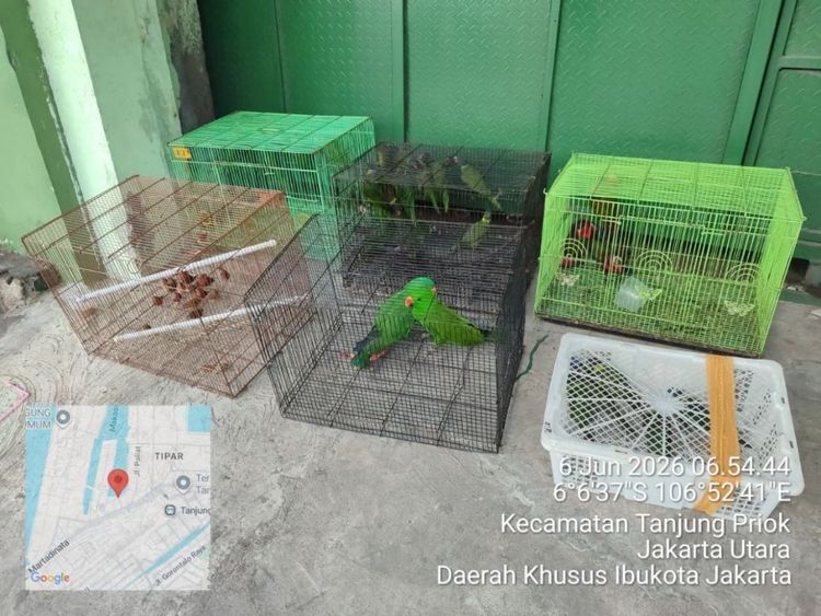 Operasi Gabungan di Tanjung Priok Gagalkan Peredaran Ilegal Satwa Dilindungi Asal Papua