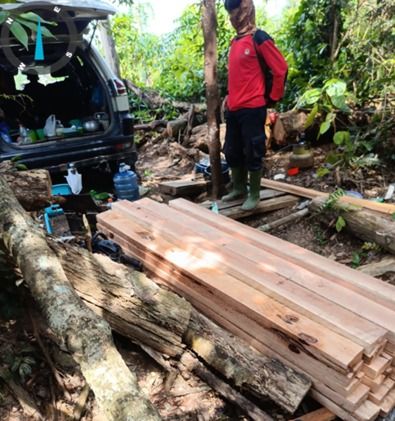 Gakkum Kehutanan Tindak Tegas Pelaku Pembalakan Liar di Taman Nasional Tesso Nilo