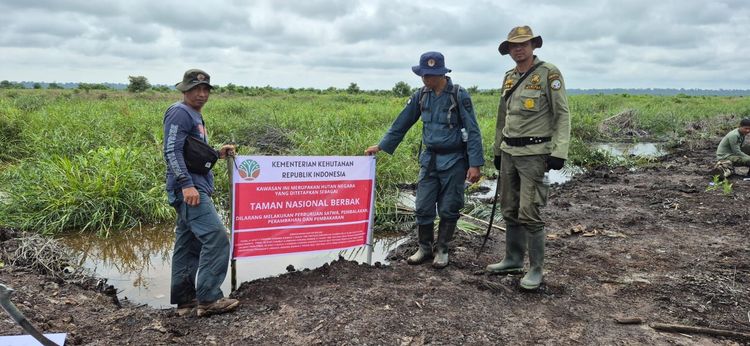 Tim Gabungan Gakkum Kehutanan dan Tn Berbak Sembilang Musnahkan 98,8 Hektare Kebun Sawit Ilegal Dalam Kawasan Konservasi