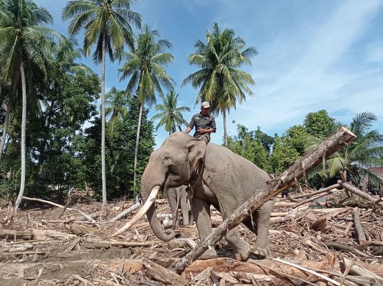 Gajah Dukung Pemulihan Pasca Banjir di Pidie Jaya, Aceh. Bukti Gajah Harus Dilindungi