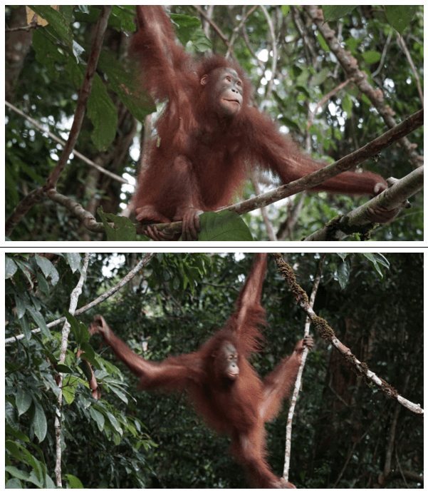 Orangutan Artemis dan Gieke Pulang ke Rumah