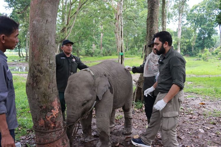 Cegah Kematian Gajah Sumatera Akibat EEHV, Kemenhut Gandeng Vantara dari India