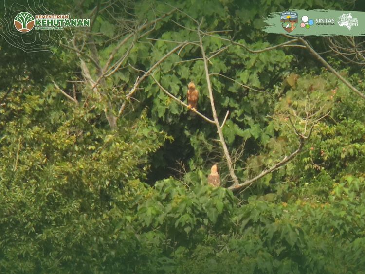 Tiga Elang Jawa Menjaga Langit Kelud, Simbol Hutan Sehat di Tengah Langkah Berat _Javan Wide Leopard Survey