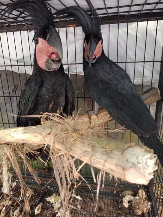 Kemenhut Amankan Tersangka Pemilik Satwa Dilindungi di Manado