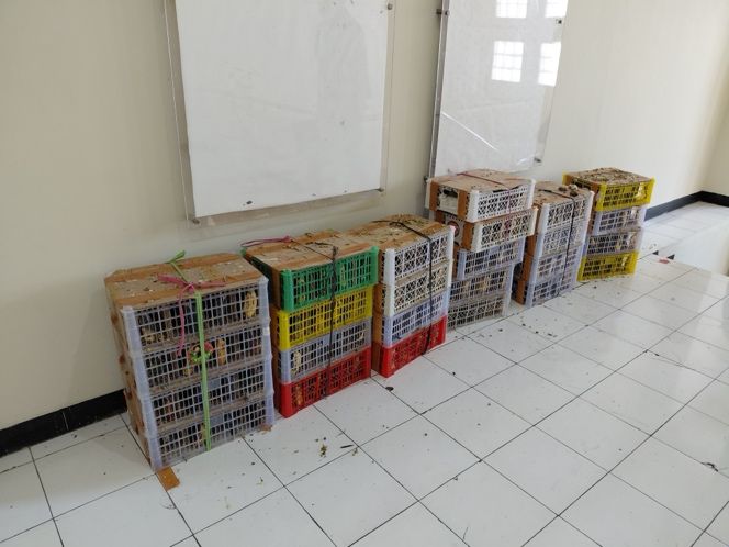 Kemenhut Gagalkan Pengiriman 190 Burung Dikemas Dalam Box di Pelabuhan Jamrud Surabaya