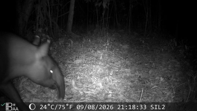 Kamera Trap Rekam Dua Ekor Tapir di Areal HCV PT Silva Inhutani Mesuji, Lampung