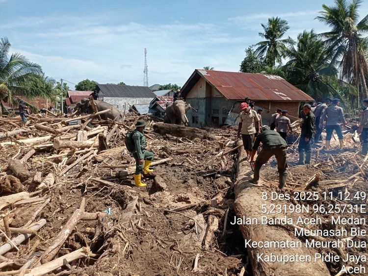 Gajah Terlatih Diturunkan Dukung Pemulihan Pasca Banjir di Pidie Jaya, Aceh