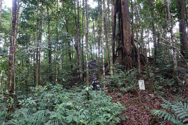 Hadiah Idul Adha dari Jantung Kalimantan, Balai Taman Nasional Bukit Baka Bukit Raya Umumkan Penemuan Dua Spesies Baru