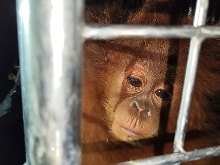 Gakkum Kehutanan Tetapkan Tersangka Penyelundupan Ratusan Satwa Liar Dilindungi ke Thailand