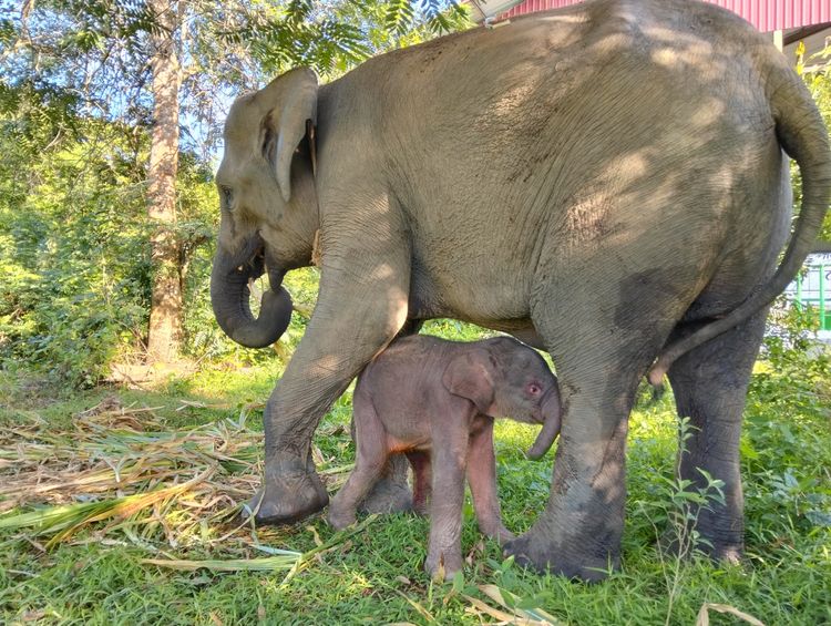 Anak Gajah Sumatera Betina Lahir di TN Way Kambas, Kondisi Sehat dan Stabil