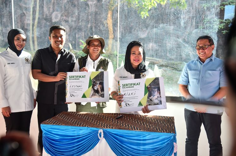 Kelahiran Anak Harimau Sumatera di TMSBK Bukittinggi, Harapan Baru Sepesies Langka Indonesia