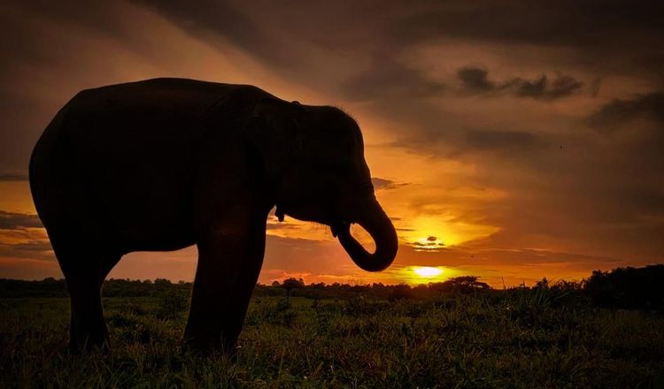 Penanggulangan Konflik Gajah Liar di Desa Braja Asri, TNWK