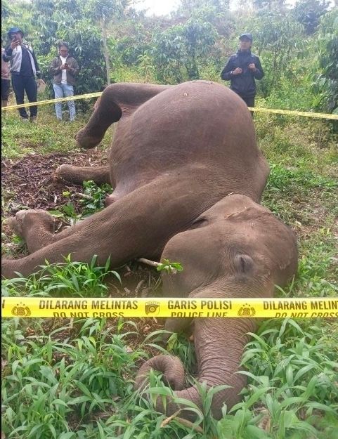 BKSDA Aceh Tangani Kematian Satu Ekor Gajah Sumatera di Aceh Tengah