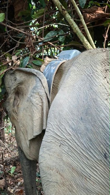 Pantau Pergerakan Secara Real-Time, BKSDA Bengkulu Berhasil Pasang GPS Collar pada Gajah Liar di Mukomuko