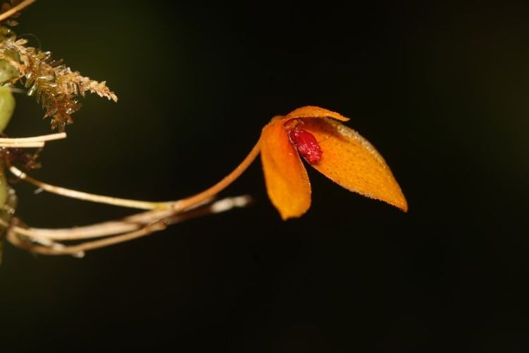 Penemuan Spesies Baru Anggrek Kalimantan: Bulbophyllum bukitrayaense