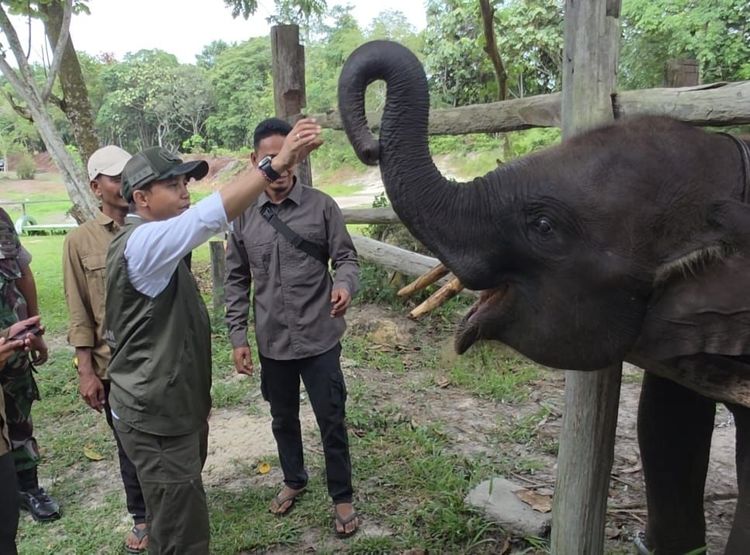 SIARAN PERS Nomor: SP.350/HUMAS/PP/HMS.3/11/2025  Jakarta, 29 November 2025. Kementerian Kehutanan melalui Direktorat Jenderal Penegakan Hukum Kehutanan (Ditjen Gakkumhut) mengungkap perkembangan modus kejahatan kehutanan berupa pencucian kayu ilegal agar