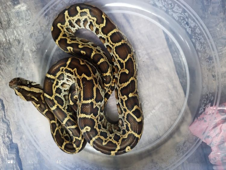 Gakkum Kehutanan dan Petugas Gabungan Tangkap WNA Rusia Penyelundup Satwa Dilindungi