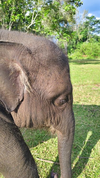 Kematian Gajah Yuna, BKSDA Aceh Perkuat Deteksi Dini Serangan Virus EEHV pada Gajah Anakan