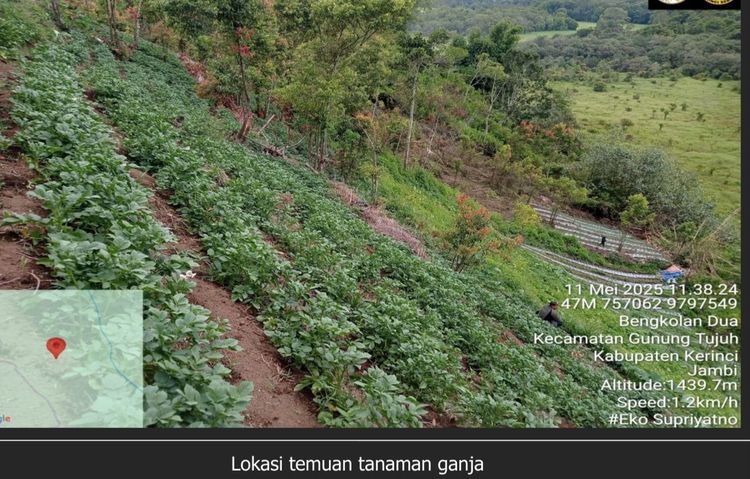 BBTNKS: 19 Batang Ganja yang Ditemukan di Kerinci, Tidak Berada di Dalam Kawasan Taman Nasional Kerinci Seblat