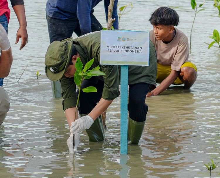 Kemenhut Melalui Proyek M4CR Telah Menanam 20,8 Juta Batang Mangrove