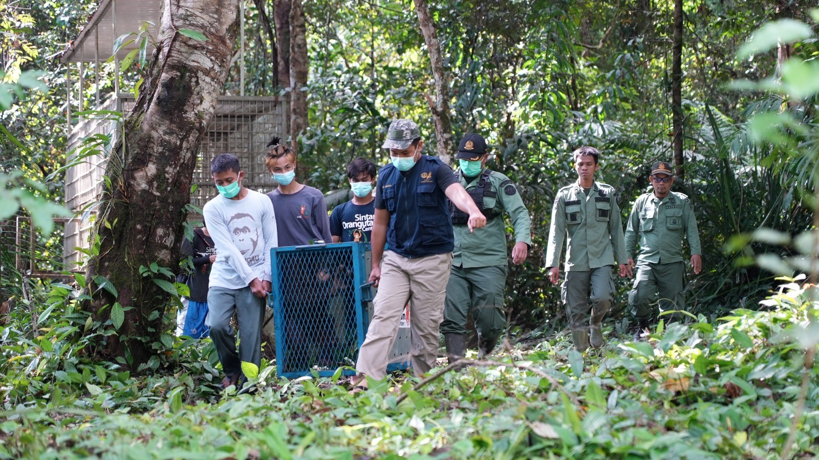 Pasca Rehabilitasi, Dua Individu Orangutan Kembali Ke Habitatnya