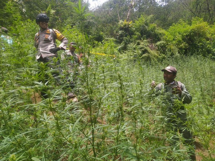 Penemuan Ladang Ganja di Taman Nasional Bromo Tengger Semeru Tak Terkait Penutupan dan Pembatasan Drone