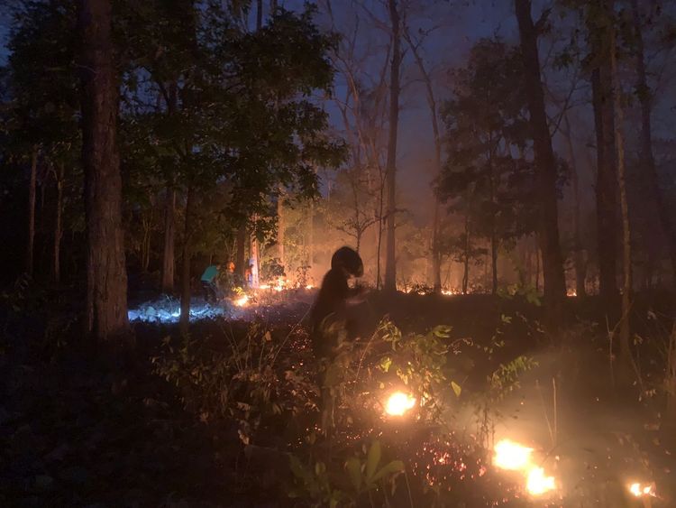 Akui Sengaja Bakar Hutan TN Baluran, Kemenhut Amankan Pria Berinisial MF dan Terancam 10 Tahun Penjara